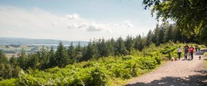 Haldon Forest