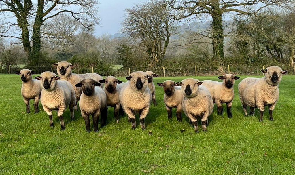 Sheep at Primrose Cottages