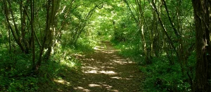 Combe Wood